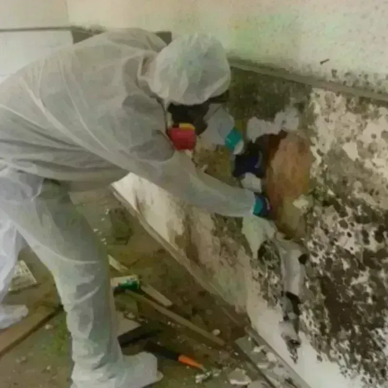 Mold Remediation and Removal in Pleasant Hill, OH